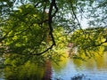 Trees and Pond at Keukenhof Holland