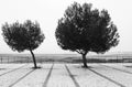 2 trees on Portuguese pavement next to the river at low tide on a foggy day.  black and white image. Royalty Free Stock Photo