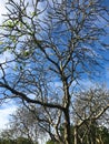 trees with practically leafless crowns Royalty Free Stock Photo