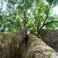 trees in a protected forest park in the Bangka Belitung islands, Indonesia