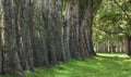 Trees providing shade at Columbia Hill State Park