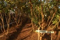 Trees of Psidium guajava L. or Apple Guava and popularly known as Bayabas in the Philippine