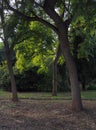 Trees in a public park