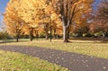 Trees in a public park in full colors.