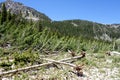 Trees Pushed over as Remnants of an Avalanche