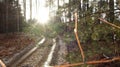 Trees after rain