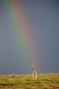 Trees and a Rainbow