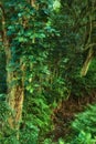 Trees of the rainforest in Hawaii with beautiful green color. Landscape nature of a tropical travel location. Scenery of