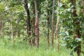 Trees in the rainforest of Thailand Terrain. Royalty Free Stock Photo