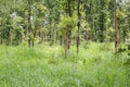 Trees in the rainforest of Thailand Terrain. Royalty Free Stock Photo