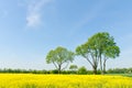 Trees at a rapeseed field Royalty Free Stock Photo