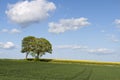 Trees at the Rapeseed Field Royalty Free Stock Photo