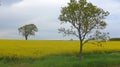 Trees in the rapeseed field