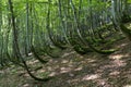 Trees of rare curved shape grow in a forest on a slope