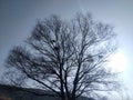 The trees reach the sky Royalty Free Stock Photo