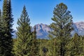 Trees reach upward along with the peaks of the Teton Range