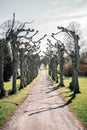 Trees reaching over road Royalty Free Stock Photo