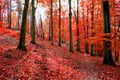 Trees with red autumn leafs in Sonian Forest