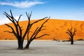 Trees and red dunes in Dead Vlei, Sossuslvei, Namibia Royalty Free Stock Photo