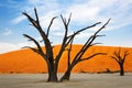 Trees and red dunes in the Dead Vlei, Sossusvlei, Namibia Royalty Free Stock Photo