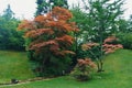 Trees of red japanese maple in Botanical garden on sunny day. Royalty Free Stock Photo