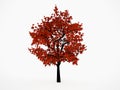 Trees with red leaf Royalty Free Stock Photo