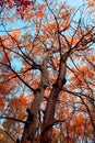 trees with red leaves, autumn colored tree landscape Royalty Free Stock Photo