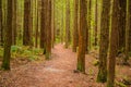 Trees in a red wood forest