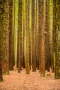 Trees in a red wood forest Royalty Free Stock Photo