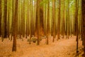 Trees in a red wood forest Royalty Free Stock Photo