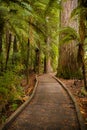 Trees in a red wood forest