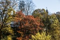 Trees with red-yellow autumn leaves Royalty Free Stock Photo