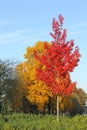 Trees red yellow leaves blue sky, autumn fall impressions Royalty Free Stock Photo