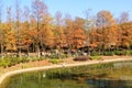 Trees with Red and Yellow Leaves at Tsing Yi Park