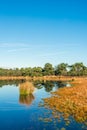 Trees and reeds reflected in the mirror smooth water surface Royalty Free Stock Photo