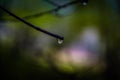 Trees reflected in a drop