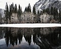 Trees reflected in the Merced river