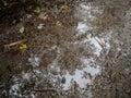 Trees reflected in a muddy puddle on a woodland path Royalty Free Stock Photo
