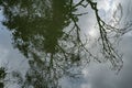 Trees Reflected in a Pond Royalty Free Stock Photo