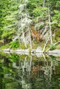 Trees Reflected At The Side Of The River