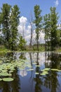 Trees reflected in a small pond with lily pads and a cloudy sky Royalty Free Stock Photo