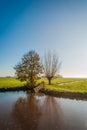 Trees reflected on a thin layer of ice in the ditch Royalty Free Stock Photo