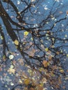 Trees reflected in water with autumn leaves. Colorful foliage floating in the dark fall water with reflection of the Royalty Free Stock Photo