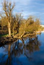 trees reflected in water, Danube river in Regensburg Royalty Free Stock Photo