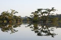 Trees reflecting in the lagoon of cuyabeno national park in ecuador