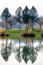 Trees reflecting in the lake