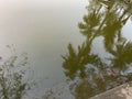 Trees reflecting in a lake