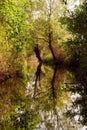 Trees reflecting in water at Hutovo Blato nature reserve