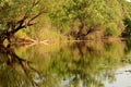 Trees reflecting in water at Hutovo Blato nature reserve