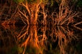 Trees and reflection